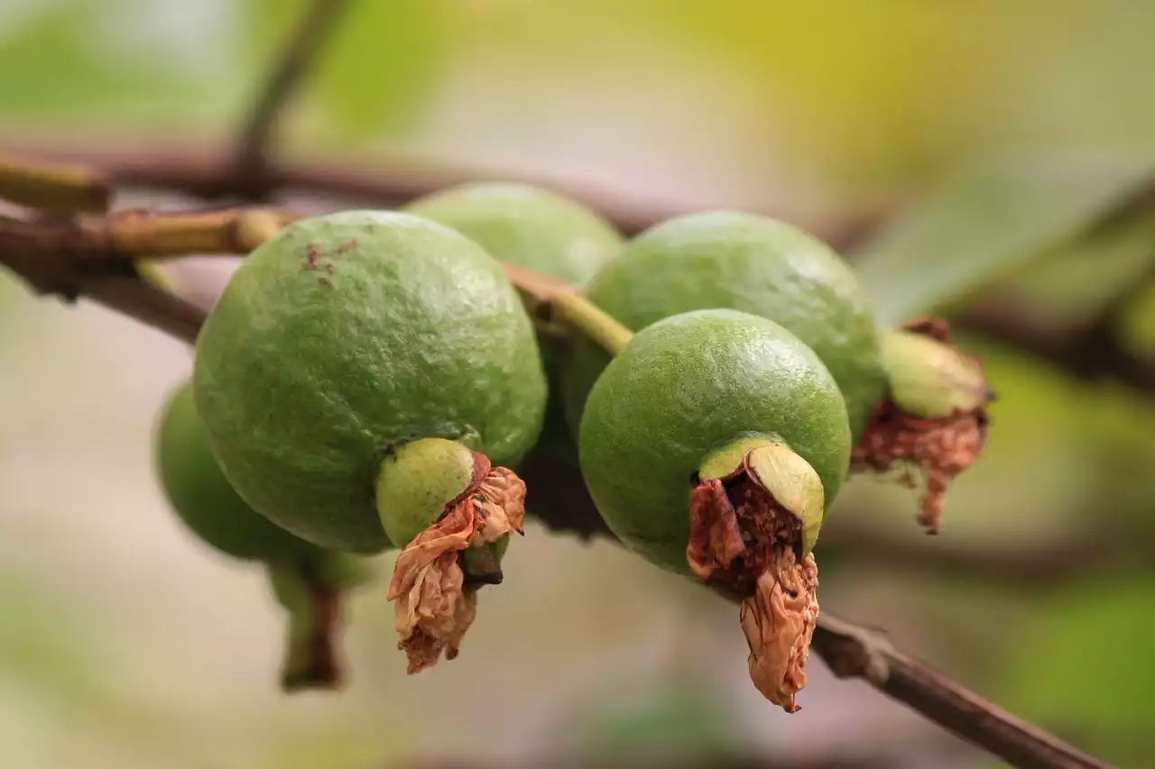 Waarom mol meer is dan alleen een saus: een diepe duik in de culinaire traditie van Mexico